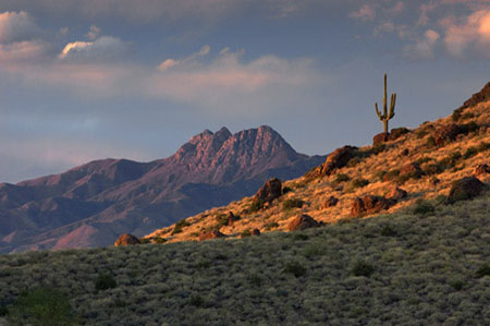 A lone saguaro cactus stands in the warm afternoon sunlight before Four Peaks